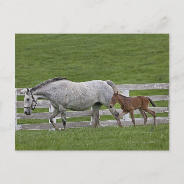 Carte Postale Vérale et jeune poulain (Devant)