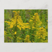 Verge d'or du Kentucky