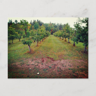 Carte Postale verger de pommiers Cider Flats Hinckley Minnesota 