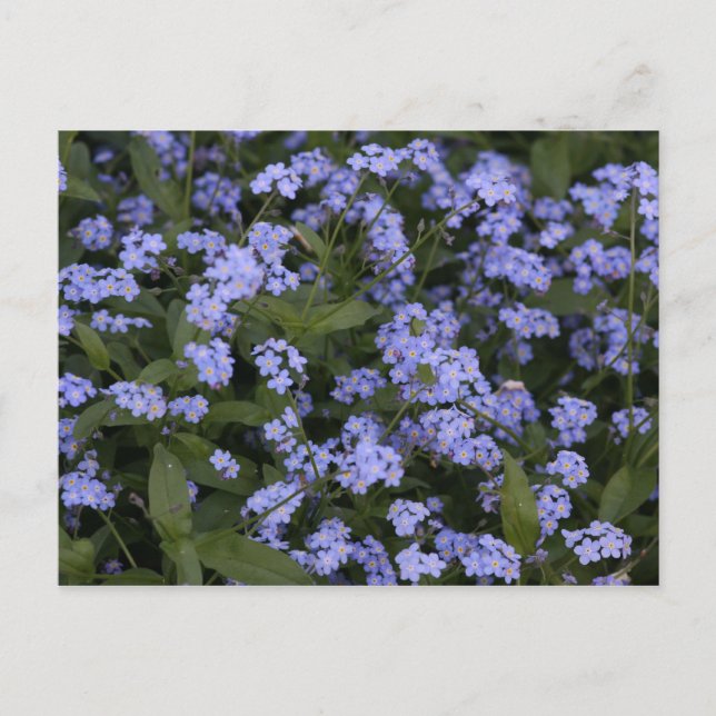 Carte Postale Vergissmeinnicht (Devant)