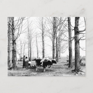 Carte postale Vermont du camp de sucre de l'érable