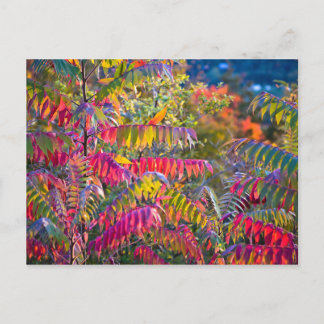 Carte Postale Vermont Foliage