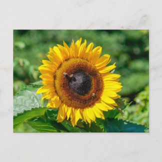 Carte postale - Vermont Sunflower