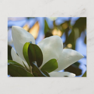 Carte Postale Verre tendu Ciel Magnolia Sud Cadeaux Vêtements