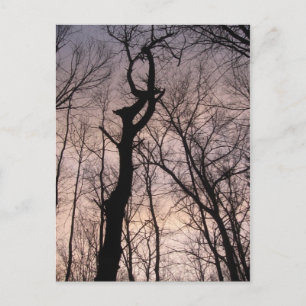 Carte Postale vers le ciel