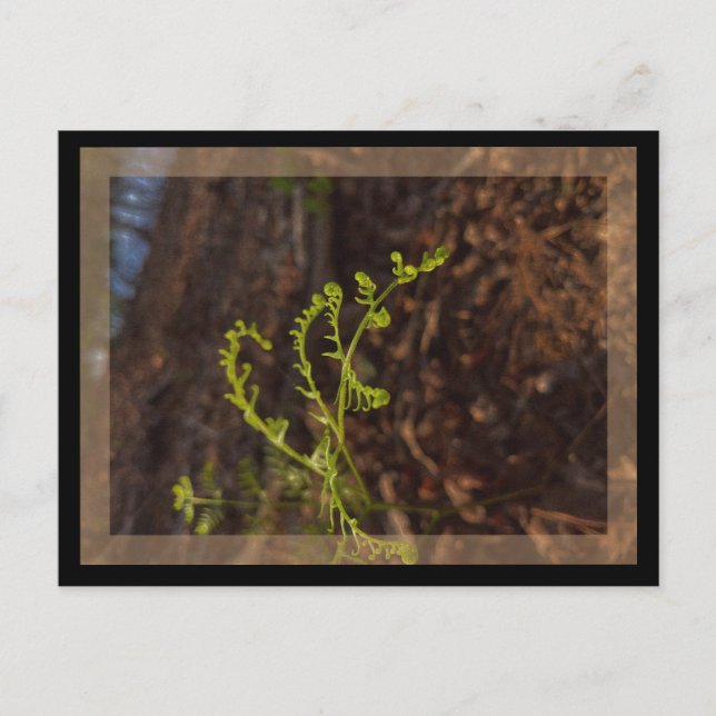 Carte Postale vert de printemps  (Devant)