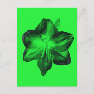 Carte Postale Vert foncé sur vert clair Amaryllis