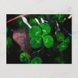 Carte Postale Vert quatre feuilles Clover Lucky