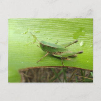 Carte Postale Vert vif