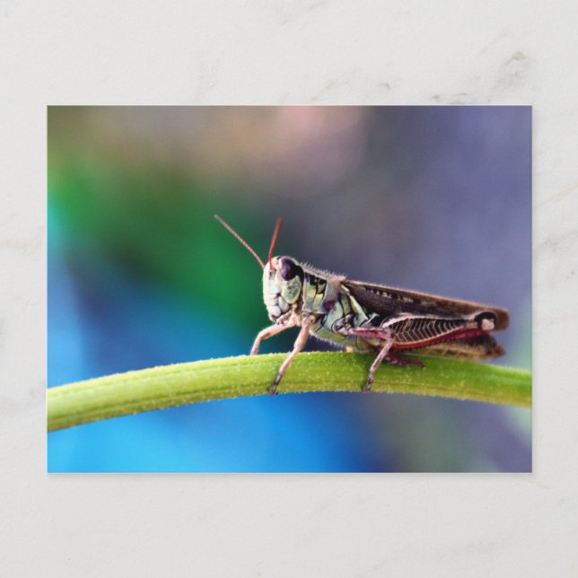 Carte Postale Vert vif (Devant)