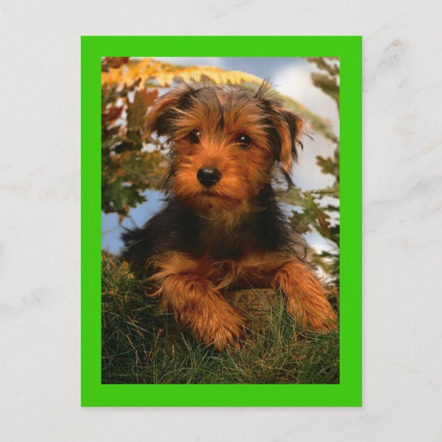 Carte postale verte Airedale Terrier Chien Chien C (Devant)