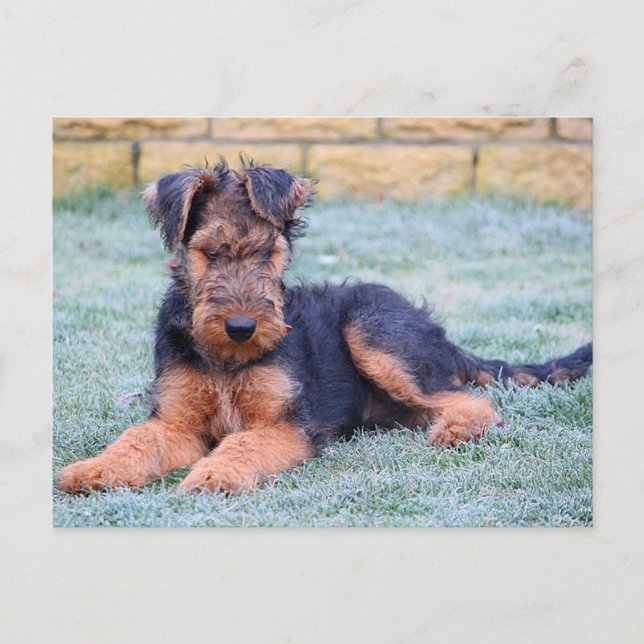 Carte postale verte Airedale Terrier Chien Chien C (Devant)