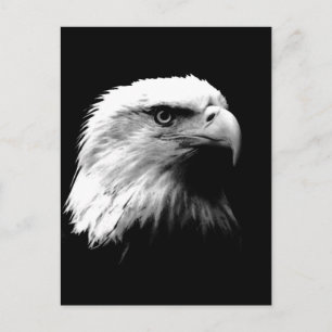 Carte postale Vertical Black & White Bald Eagle
