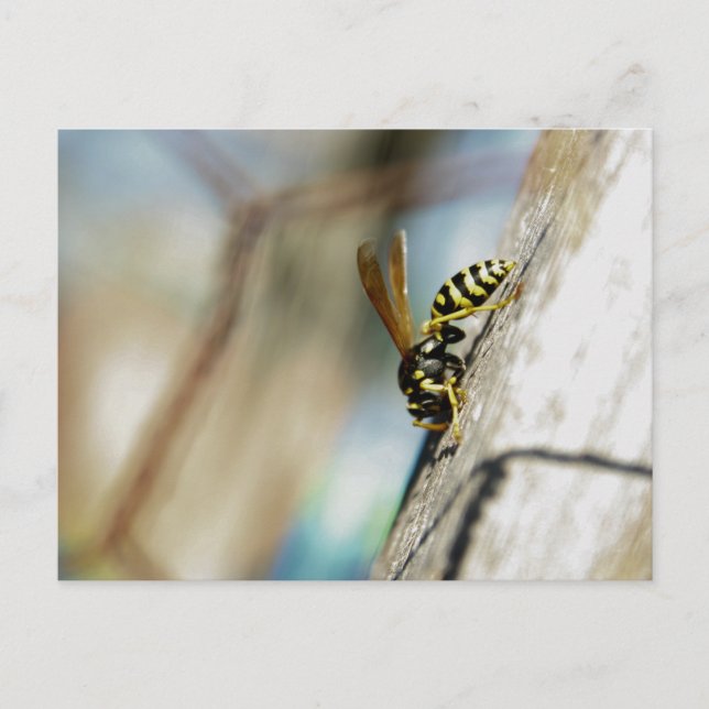 Carte postale Veste Jaune (Devant)