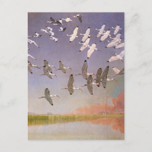 Carte Postale Vestige d'Ibis survolant les zones humides, les oi