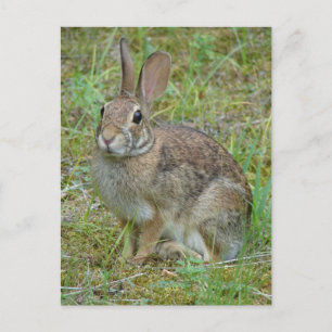Carte Postale Vêtements et cadeaux de coton de l'Est du lapin sa