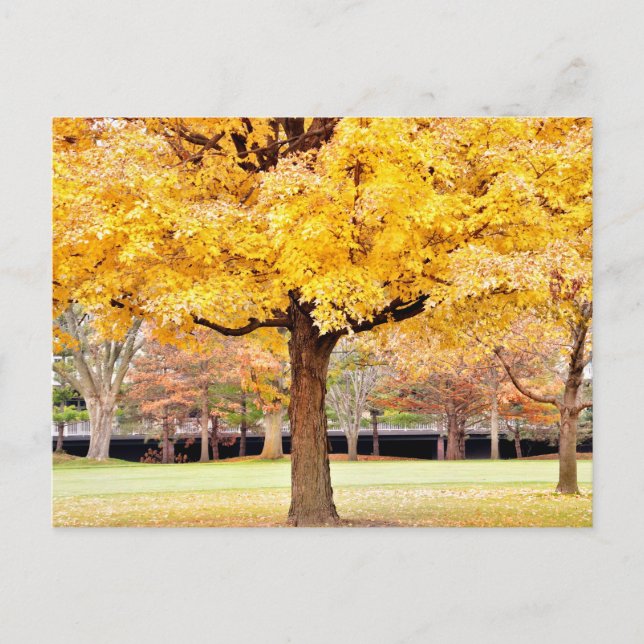 Carte postale Vibes d'automne (Devant)