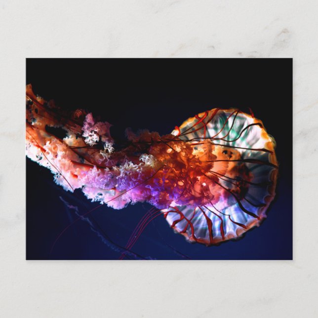 Carte Postale Vibrant méduse tropicale sous-marine (Devant)