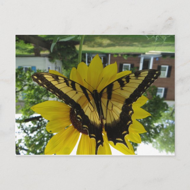 Carte Postale Viceroy Butterlfy (Devant)