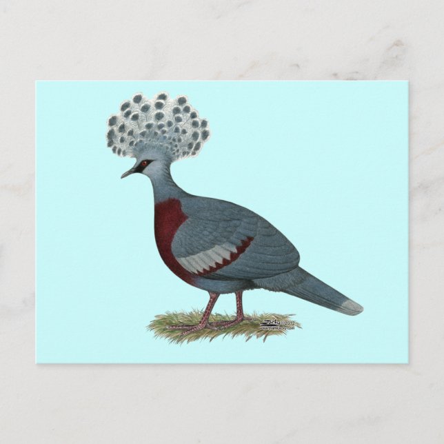 Carte Postale Victoria Crowne Pigeon (Devant)