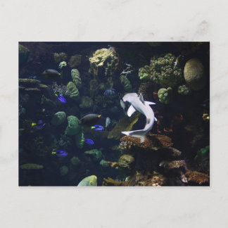 Carte Postale Vie aquatique