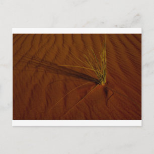 Carte Postale Vie désertique