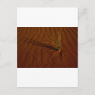 Carte Postale Vie désertique