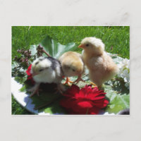 vie drôles petits oiseaux