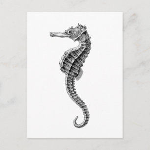 CARTE POSTALE VIE MARINE "SEAHORSE"