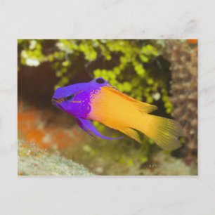 Carte Postale Vie sous-marine, POISSON : un basset de fée coloré