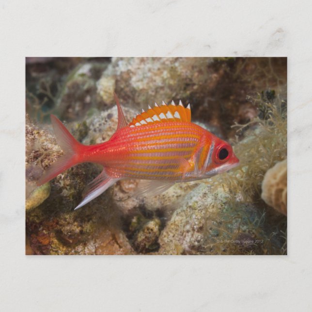 Carte Postale Vie sous-marine, POISSON : un écureuil de longue m (Devant)