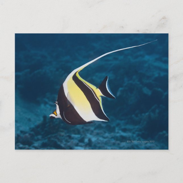 Carte Postale Vie sous-marine ; POISSON : Une Idole maure (Zancl (Devant)