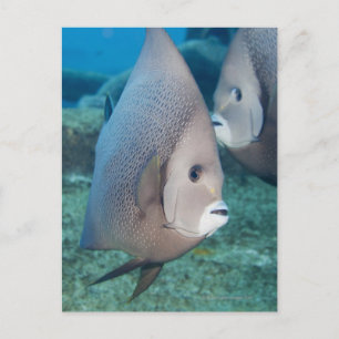 Carte Postale Vie sous-marine, POISSON : une paire de poissons-a