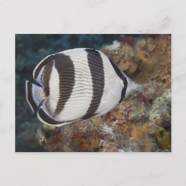 Carte Postale Vie sous-marine; POISSONS : Un poisson papillon ba (Devant)