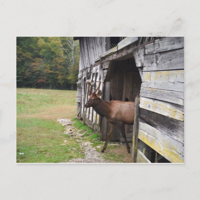 Carte Postale Vieille grange, élan avec des andouillers de (Devant)