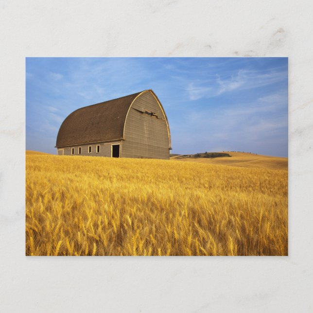 Carte Postale Vieille grange rustique dans le champ de blé matur (Devant)