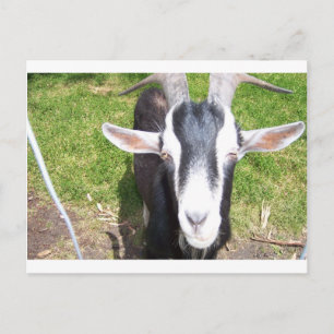 Carte Postale Vielle chèvre