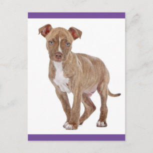 Carte postale vierge avec chiot Pit Bull