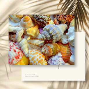 Carte postale vierge colorée de coquillages