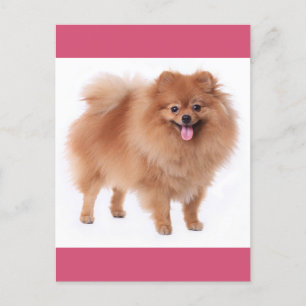 Carte postale vierge Poméranie Chien Chien Chien