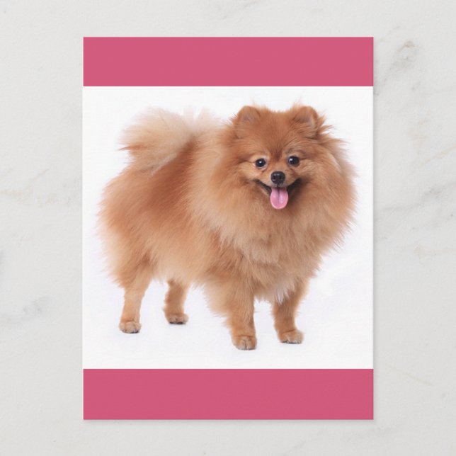 Carte postale vierge Poméranie Chien Chien Chien (Devant)
