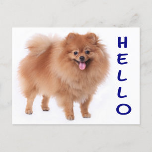 Carte postale vierge Poméranie Chien Chien Chien