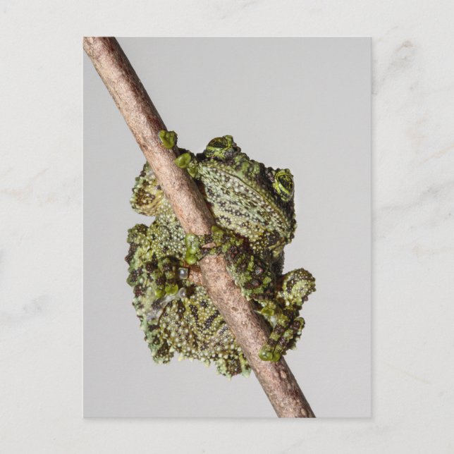 Carte Postale Vietnamese Mossy Frog on a Branch (Devant)