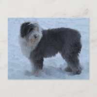 Vieux Anglais SHeepdog Post Card - Chien de Neige!