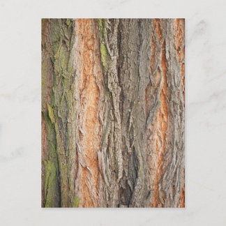 Carte Postale vieux arbre