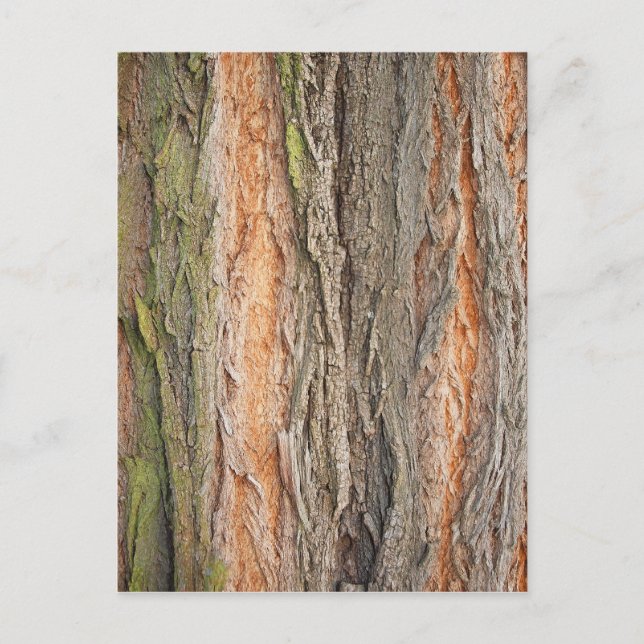 Carte Postale vieux arbre (Devant)