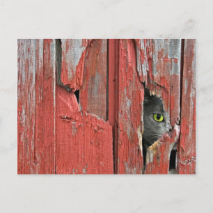 Carte Postale Vieux Barn Cat