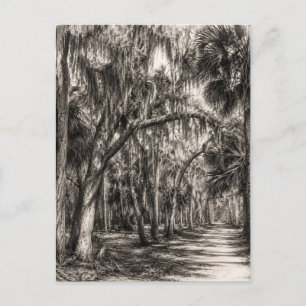 Carte Postale Vieux chêne de Floride Hammock Graphite Croquis