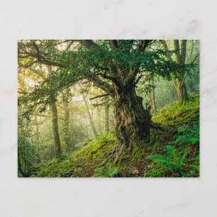 Carte Postale Vieux if aux baies rouges de la forêt