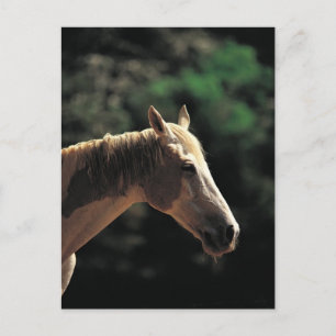 Carte Postale Vieux Pinto